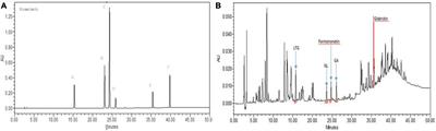 Investigation of the potential of Glycyrrhiza glabra as a bioavailability enhancer of Vitamin B12